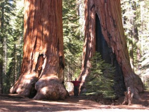 Sequoia_trees