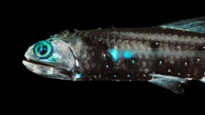 E4645F Lanternfish (Lepidophanes guentheri) - deepsea species showing bioluminescence.